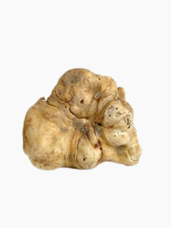 Tartufo Bianco
